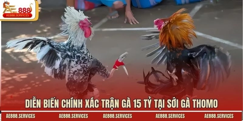 Diễn biến chính xác trận gà 15 tỷ tại sới gà Thomo