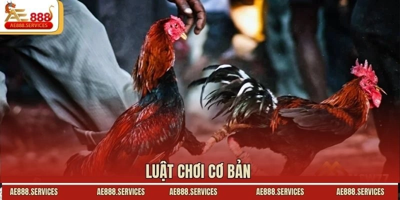 Luật chơi cơ bản 