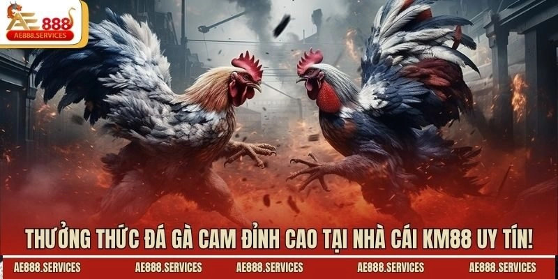 Thưởng Thức Đá Gà Cam Đỉnh Cao Tại Nhà Cái AE888 Uy Tín!