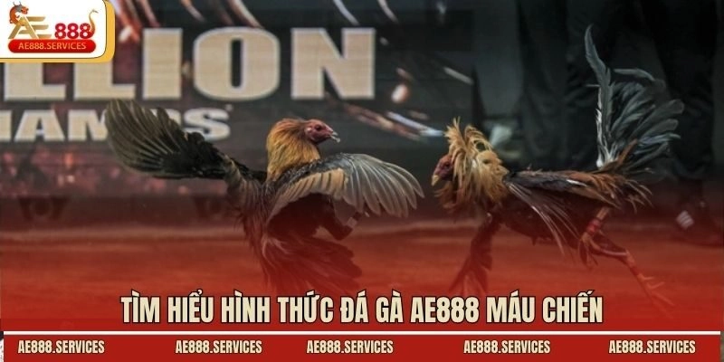 Tìm hiểu hình thức đá gà AE888 máu chiến