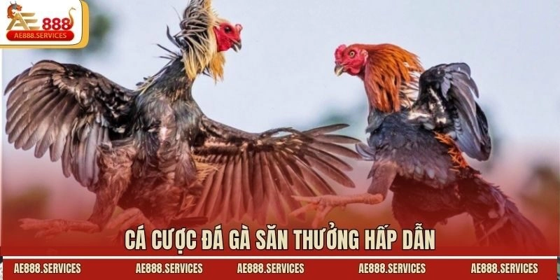 Cá cược đá gà săn thưởng hấp dẫn